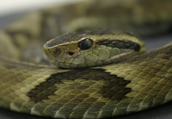 Alerta: cresce o risco de acidentes com animais peçonhentos devido ao calor e chuvas intensas