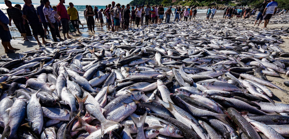 Comissão debate cotas de pesca da tainha com governo federal Comissão debate cotas de pesca da tainha com governo federal