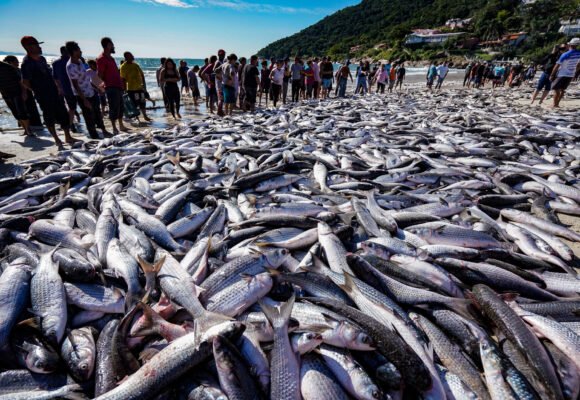 Comissão debate cotas de pesca da tainha com governo federal