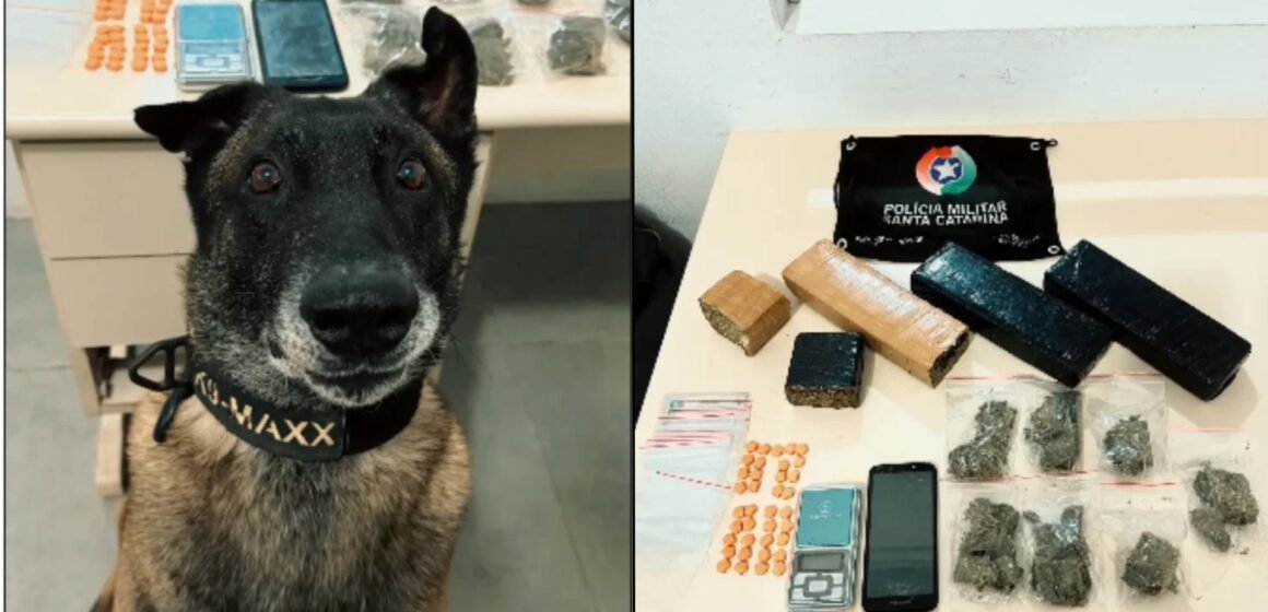 Casal é preso por tráfico após cão farejador encontrar drogas em Tubarão
