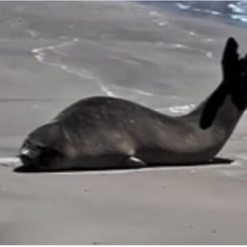 Elefante-marinho aparece em Laguna e surpreende banhistas Elefante-marinho aparece em Laguna e surpreende banhistas