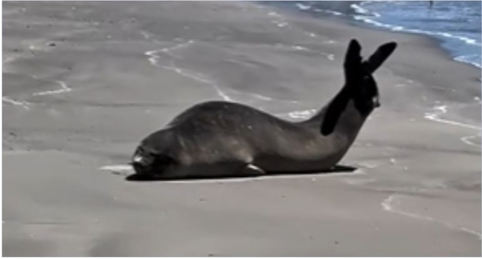 Elefante-marinho aparece em Laguna e surpreende banhistas Elefante-marinho aparece em Laguna e surpreende banhistas