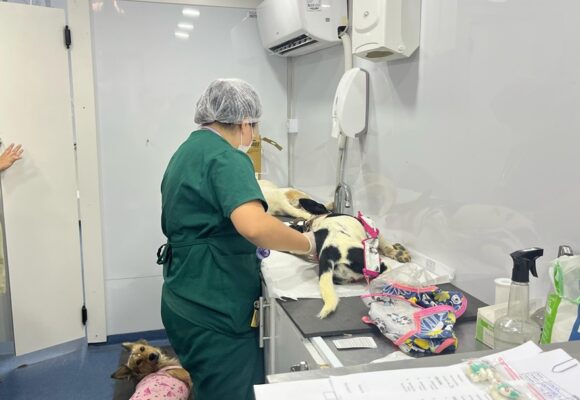 Mutirão de castração beneficia mais de 70 animais em Gravatal