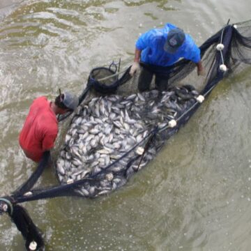 Epagri abre inscrições para curso de piscicultura em Tubarão Epagri abre inscrições para curso de piscicultura em Tubarão