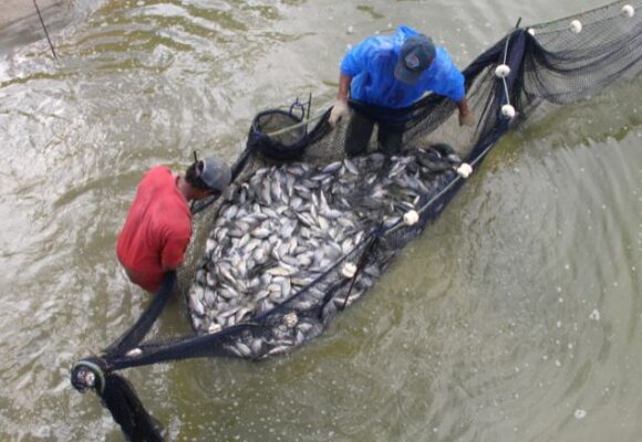 Epagri abre inscrições para curso de piscicultura em Tubarão
