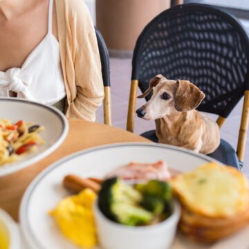 Projeto sobre permissão de pets em estabelecimentos é aprovado Projeto sobre permissão de pets em estabelecimentos é aprovado