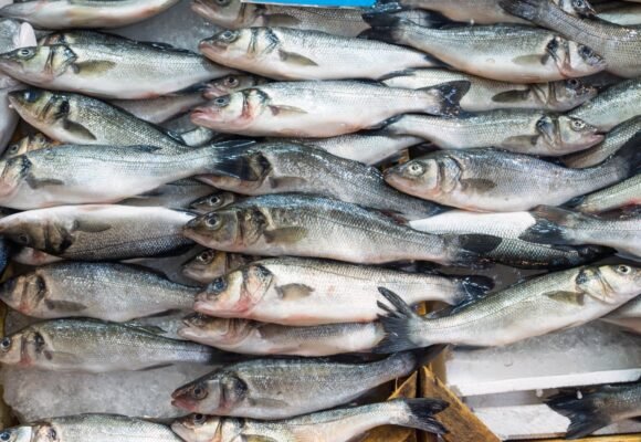 Pesquisa do Procon aponta variação de até 70% em pescados em Tubarão