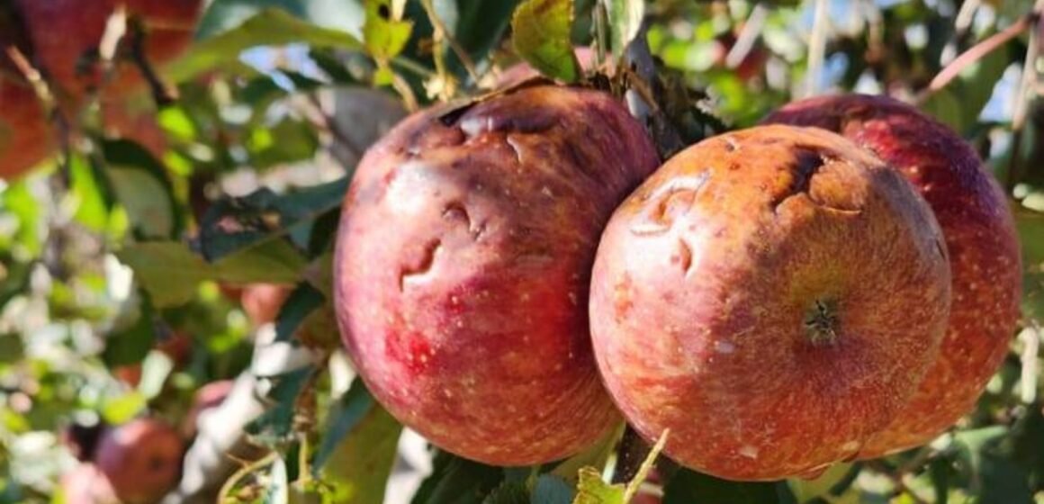 Frente fria provoca estragos na área rural em Santa Catarina Frente fria provoca estragos na área rural em Santa Catarina