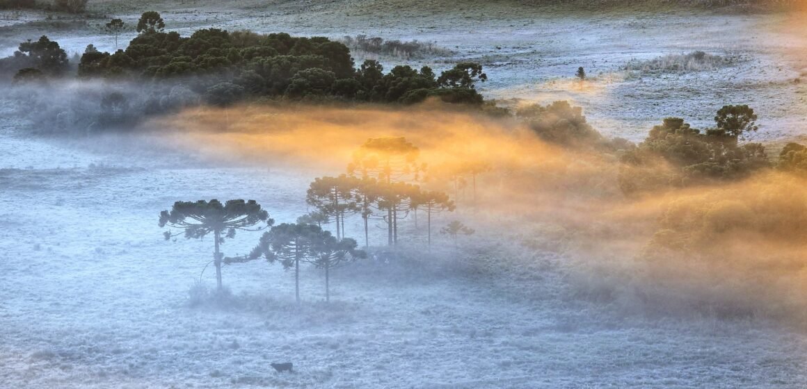 Serra de SC amanhece coberta por geada com temperatura de -1,9ºC em São Joaquim