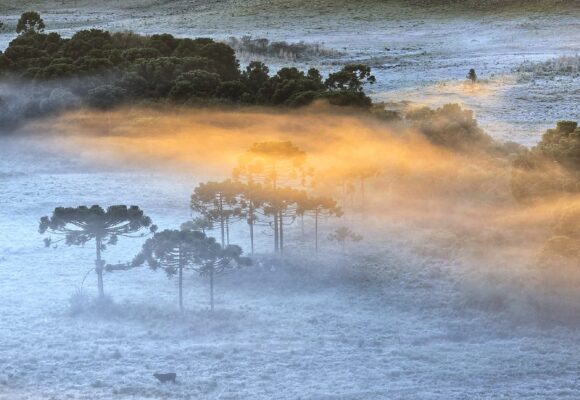 Serra de SC amanhece coberta por geada com temperatura de -1,9ºC em São Joaquim