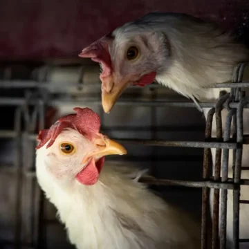 Brasil tenta convencer China a limitar embargo do frango
