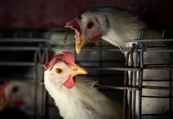 Brasil tenta convencer China a limitar embargo do frango