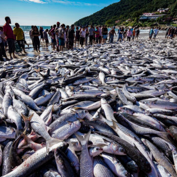 Justiça Federal nega liminar e mantém cotas para pesca da tainha em SC