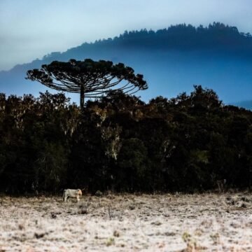 Proteção e Defesa Civil mantém possibilidade de neve entre quarta e quinta-feira em SC