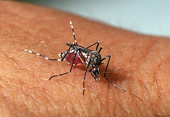 Tubarão já registra 409 focos do mosquito da dengue
