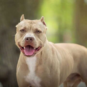 Pitbull invade casa e ataca cachorro de moradora Pitbull invade casa e ataca cachorro de moradora