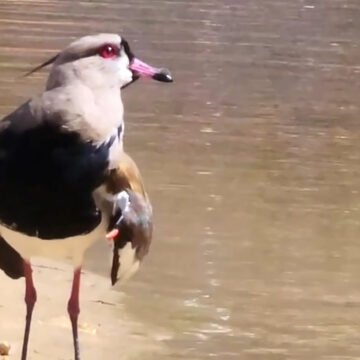 Garopaba investiga caso suspeito de gripe aviária em ave silvestre