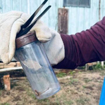 Gravatal realiza Dia D de combate ao escorpião-amarelo com foco no bairro Termas Gravatal realiza Dia D de combate ao escorpião-amarelo com foco no bairro Termas