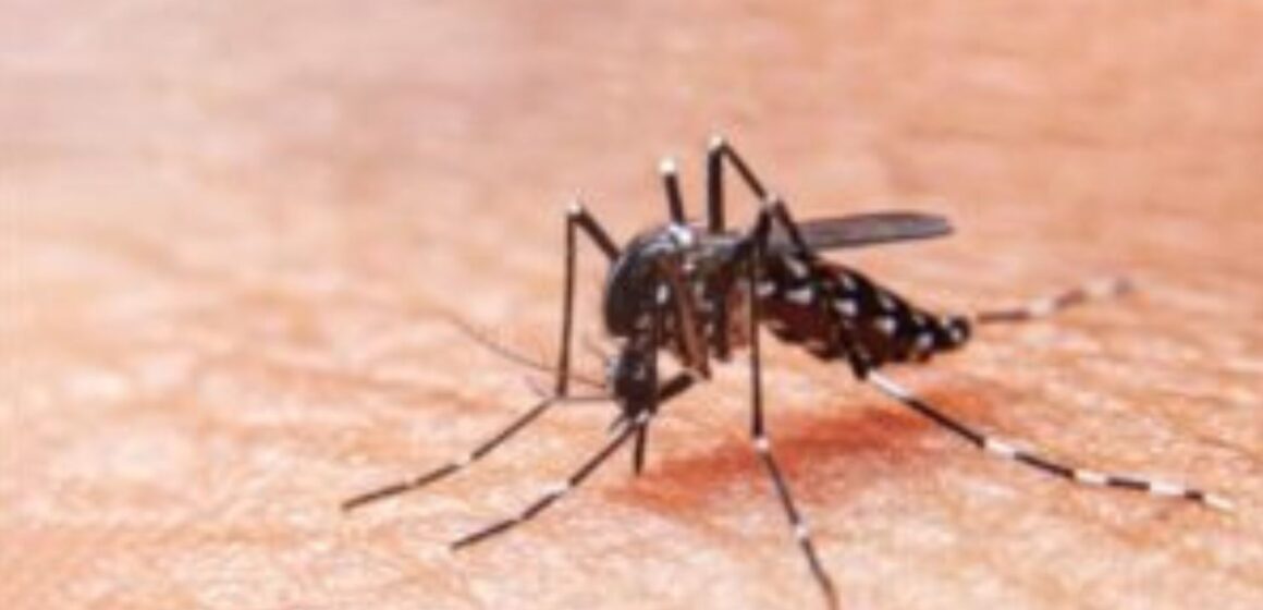 Santa Catarina registra mais de 45 mil focos do mosquito Aedes aegypti
