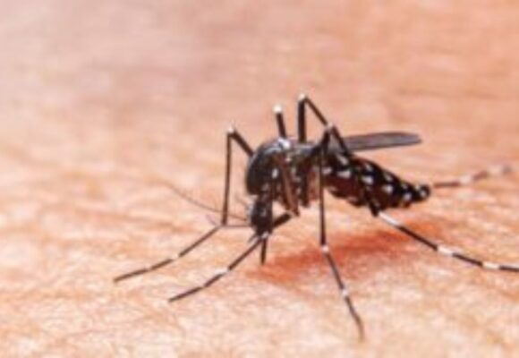 Santa Catarina registra mais de 45 mil focos do mosquito Aedes aegypti