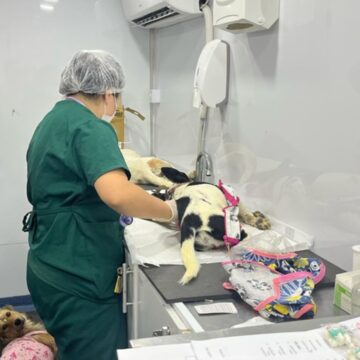Prefeitura de Gravatal realiza mutirão gratuito de castração de animais