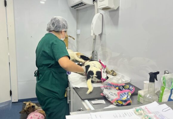 Prefeitura de Gravatal realiza mutirão gratuito de castração de animais