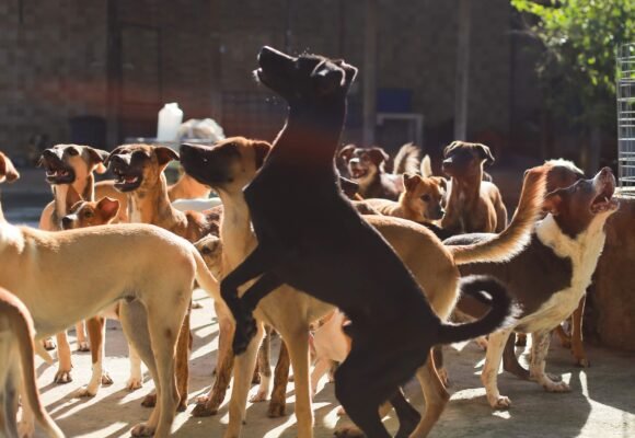 Prefeitura de Laguna inicia censo para mapear animais de rua e domiciliares