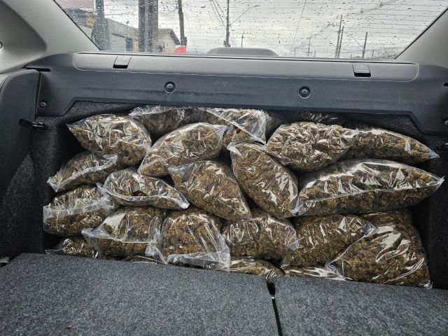Polícia apreende 47 quilos de “supermaconha” e prende dois homens por tráfico em Garopaba