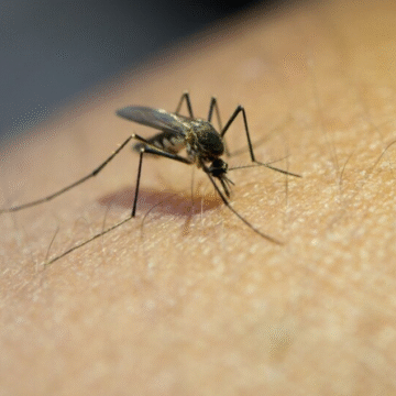 Número de focos da dengue em Tubarão chega a 772