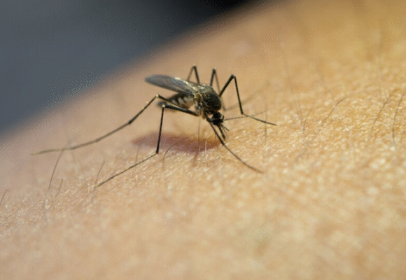 Número de focos da dengue em Tubarão chega a 772