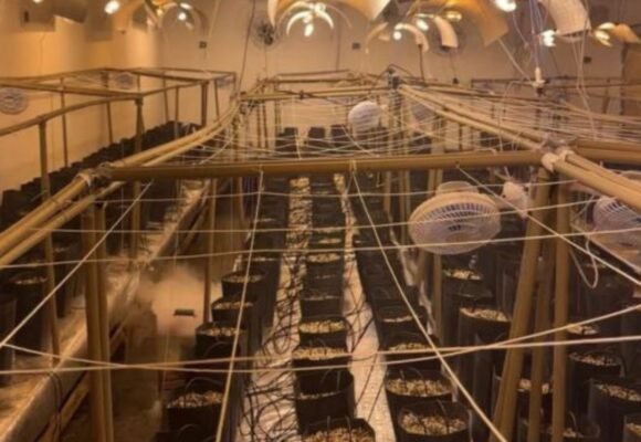 Estufa com mais de 400 pés de “supermaconha” é descoberta em Laguna