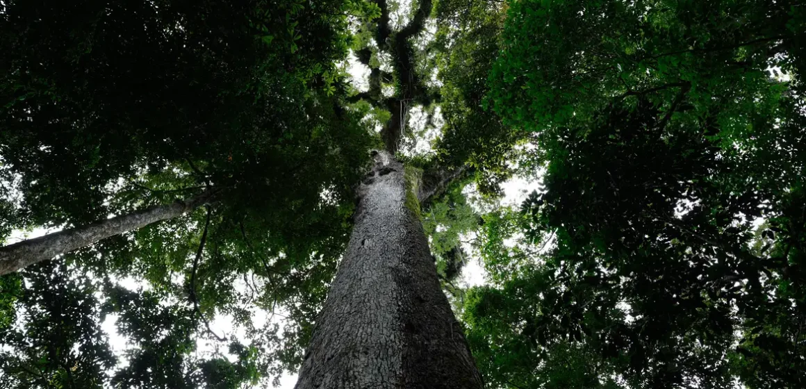 Lula sanciona lei do licenciamento ambiental com 63 vetos