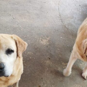 Prefeitura de Laguna destina quase R$ 100 mil à Solpra por meio de emenda impositiva Prefeitura de Laguna destina quase R$ 100 mil à Solpra por meio de emenda impositiva