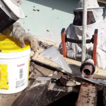 CBMSC alerta para aumento de ocorrências com abelhas na primavera e reforça orientações de segurança