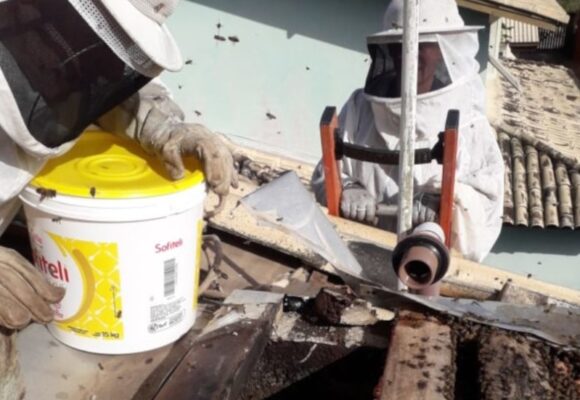 CBMSC alerta para aumento de ocorrências com abelhas na primavera e reforça orientações de segurança