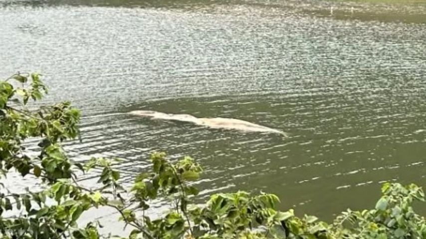 Filhote de baleia-franca é encontrado morto em lagoa de Garopaba Filhote de baleia-franca é encontrado morto em lagoa de Garopaba