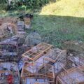 Mais de 90 aves são resgatadas de cativeiros ilegais na região