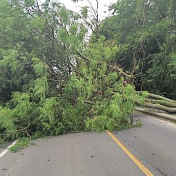 Ventos causam transtornos em Tubarão neste sábado (8)