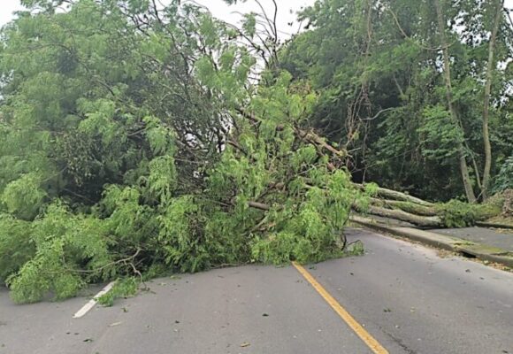 Ventos causam transtornos em Tubarão neste sábado (8)