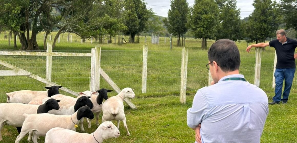 Projeto fortalece cadeia produtiva de ovinos e caprinos em Gravatal