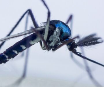 Presença de mosquito da febre amarela na região coloca autoridades em alerta