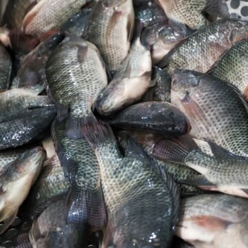 Governo de Santa Catarina reforça proibição da tilápia do Vietnã por risco sanitário