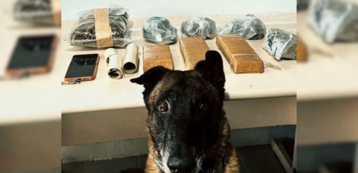 Polícia Militar apreende mais de 3 quilos de maconha em Tubarão