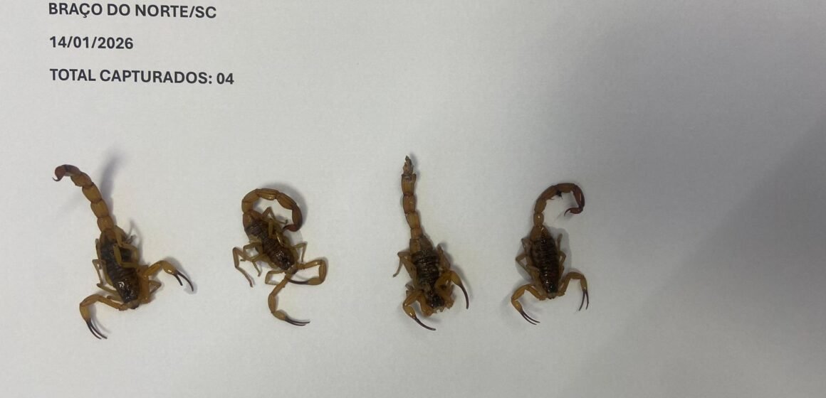 Presença de escorpião-amarelo na região ainda requer atenção