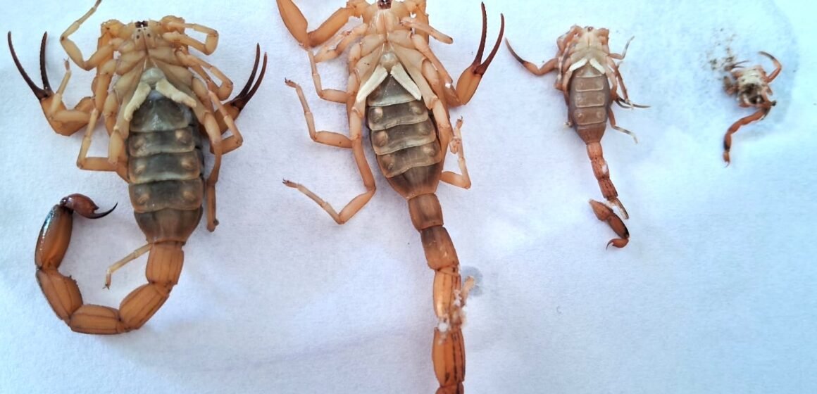 Gravatal intensifica ações contra escorpião-amarelo após aumento de casos