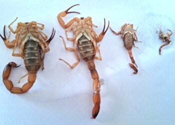 Foto: Divulgação PMG