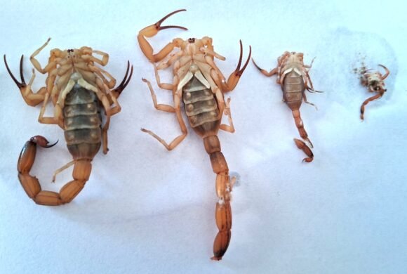 Gravatal intensifica ações contra escorpião-amarelo após aumento de casos