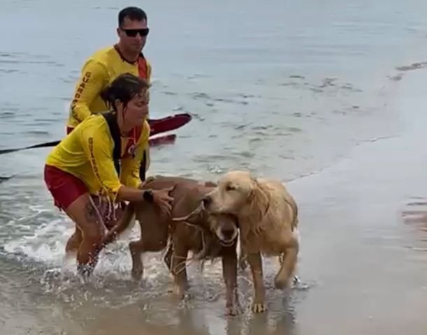 Guarda-vidas resgatam dois cães arrastados pela correnteza na Barra da Ibiraquera