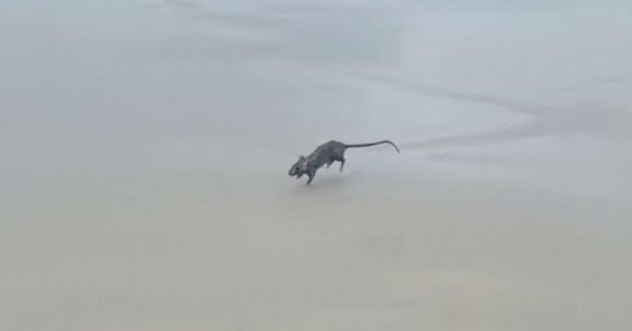 Rato é flagrado nadando na Praia Central de Garopaba e cena repercute nas redes