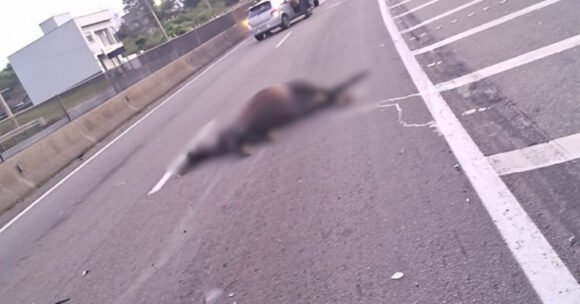 Carro colide contra cavalo na BR-101 em Pescaria Brava